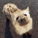 hyenawat