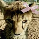 pleadingcheetah