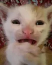 ran_catfear