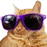 yCoolCat