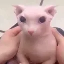 horb