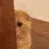 cat_scared