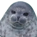 sealangry