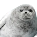 sealslay
