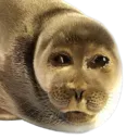 sealautism