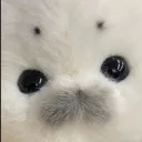 sealcloseup