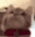 08catlick