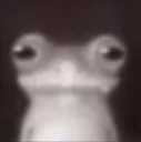 sapo sapo
