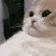 catSigh