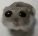 5313sadhamster