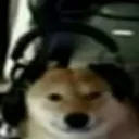 dogelistten