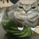 catmelon