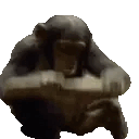4207monkey