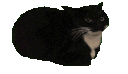 6276spinningcat
