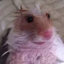 ratSoggy