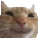 Happy_Cat