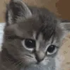 04CatSad