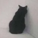 04CatSulking