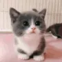 catCute