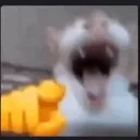 catBAHAHAHA