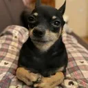 uglydog