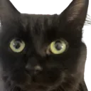 Kat_is_lurking