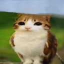 meowl