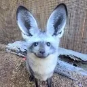 all_ears