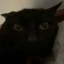 boosboos