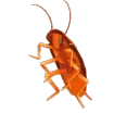 rainbowcockroach