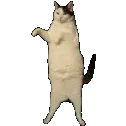 kittycatdance