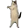 kittycatdance
