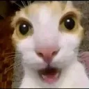 catwhat