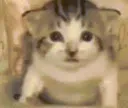 catExplosion