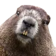 boberhuh