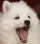 doggo