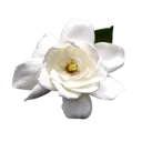1_white_flower
