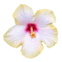 2_white_flower