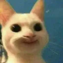 bulkycat