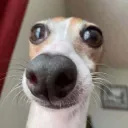 dogly