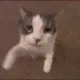 kittykiss