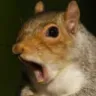squirrprised