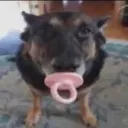 DaBinky DaBinky