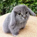 cabbit