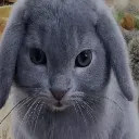 stupid_cabbit
