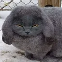 angry_cabbit