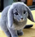cabbit2