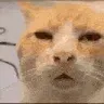 huhcat