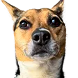 alyekCatstare