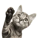 gratispngelgatoqueagitathumbnail